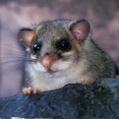 Sieben Siebenschläfer-Fakten