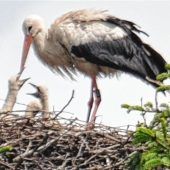 Tierischer Nachwuchs gesichtet