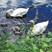 Schwanen- Nachwuchs in Kolbermoor