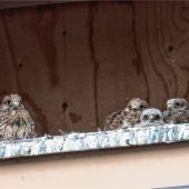 Falkennachwuchs blickt von St. Nikolaus hinab