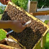 Auf zum Bienentag – Einblicke in die Welt der Imker