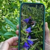 Heute startet die „Hummel-Challenge“