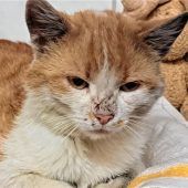 Kuschelkater sucht Schmusepartner