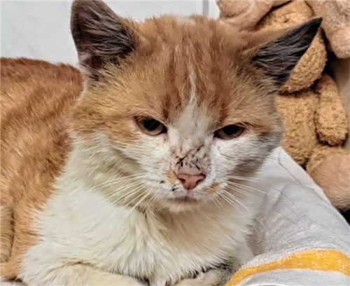 Die Narben auf Simbas Nase lassen vermuten, dass er in seinem jungen Leben schon kämpfen musste. Foto Re