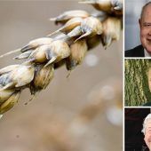 Hochwasser setzt der Ernte zu