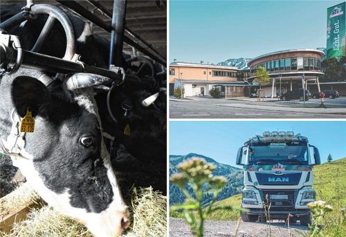 Die Tierrechtsorganisation Animal Rights Watch kritisiert die Anbindehaltung (Symbolbild), die in manchen Betrieben der Molkerei Berchtesgadener Land praktiziert wird. Fotos dpa/Molkerei Berchtesgadener Land