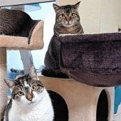 Delia und Dixie sind nurfür die Wohnung geeignet