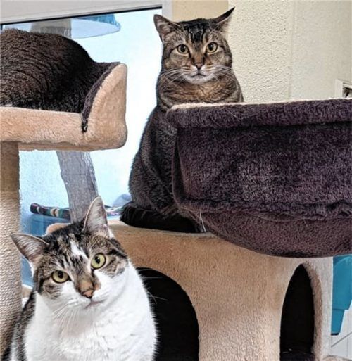 Dixie (links) und Delia suchen ein Zuhause mit Balkon. Foto Re