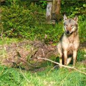 Wolfssichtung in Rottau bestätigt