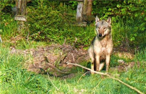Ein Wolf, hier ein Symbolbild, schlich am Freitag über mehrere Stunden hinweg unweit einer Koppel in der Rottauer Filze herum. Foto dpa
