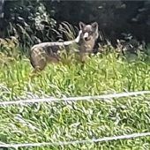 Kälber in Inzell ausgerissen