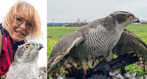 Falknerin Katharina Weinberger hat ihren Habicht fünf Jahre lang für die Krähenjagd ausgebildet. Jetzt hofft sie auf Hinweise, um den Ausreißer wiederzufinden. Fotos Privat