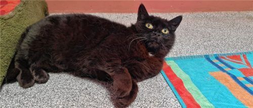 Katze Gürkchen wünscht sich viele Streicheleinheiten. Foto re