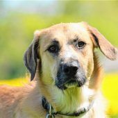 Kraftpaket mit großem Herz