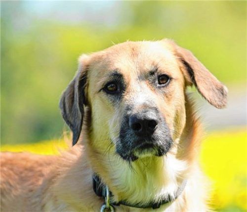 Sabo hat sich gut von seiner Hüft-OP erholt und möchte jetzt wieder ganz viel spielen. Foto re