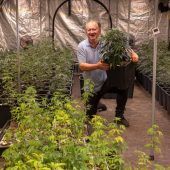 Jetzt sind die Kiffer-Clubs am Zug