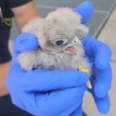 Feuerwehr rettet Turmfalken