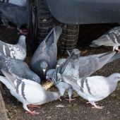 Gut Aiderbichl fliegt auf Tauben