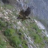 Zweiter Bartgeier wagt den Abflug
