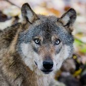 Die Wolfsjagd im Visier der Justiz