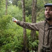 Der ungewollte Bambuswald