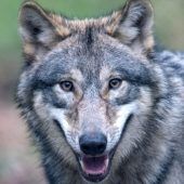 Bayerische Wolfs-Verordnung auf Abschussliste