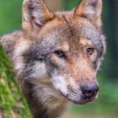 Es ist offiziell: Bayerns Wolfsverordnung gekippt