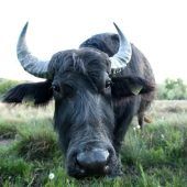 Wasserbüffel im Ampertal