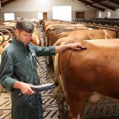 Anreiz für Landtierärzte