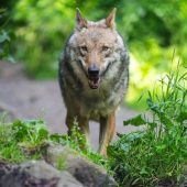 Wolf contra Weidehaltung