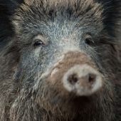 Die Angst vor der Schweinepest