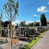 20 neue Bänke und 41 Bäume