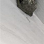 Schwalben- Kinderstube