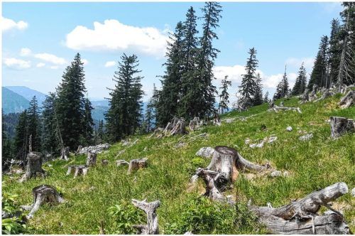 Auch der Bergwald im Priental leidet unter den Folgen des Klimawandels. Sturmflächen wie diese müssen mühsam wieder bepflanzt werden, um einen intakten Wald mit seinen Schutzfunktionen für den Menschen zu erhalten. Foto  Rauscher