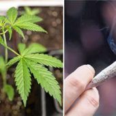 Cannabis aus dem Social-Club „nicht vor 2025“