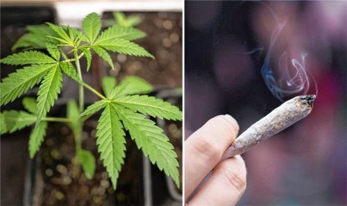 Bis die Cannabis-Vereine wirklich Cannabis ausgeben können, wird es noch dauern. Fotos dpa