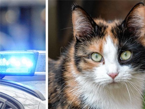 Christa H. soll eine Katze gestohlen haben. Dabei wollte sie der sogenannten „Glückskatze“ nur helfen. Plötzlich aber standen vier Polizisten vor der Tür.Fotos  dpa
