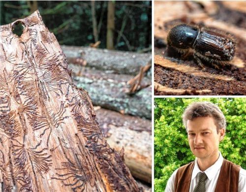 Das AELF Traunstein hat Ende Juni vor dem Borkenkäfer gewarnt. Dieser Appell gilt nach wie vor, wie Forstbereichsleiter Wolfgang Madl (unten rechts) erklärt. Fotos dpa/privat