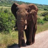 Natur und Kultur in Südafrika Die „Garden Route“ auf OVB-Motorradreise entdecken