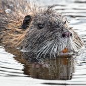 Hauptamtlich dem Biber auf der Spur