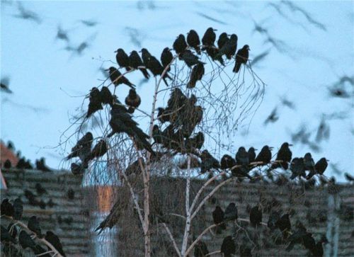 Der Lärm, den die wachsende Saatkrähen-Kolonie (Symbolbild) im Kurpark aussendet, bringt Anwohner auf die Barrikaden. Sie fordern von der Stadt weitere Bemühungen, um die Population einzudämmen. Foto dpa