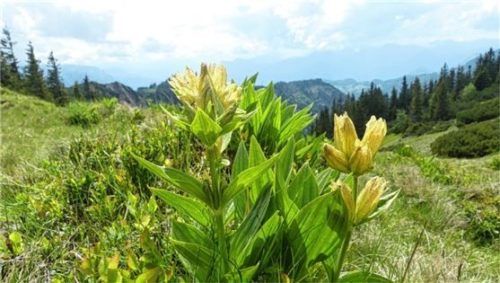 Der Landschaftspflegeverband Rosenheim organisiert Almpflegemaßnahmen auf zahlreichen Almen im Landkreis Rosenheim. Das Foto zeigt den Tüpfel-Enzian auf der Rossalm bei Aschau im Chiemgau.Foto Landschaftspflegeverband Rosenheim
