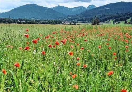 Die Anlage von Blühstreifen, wie hier im Auer Weidmoos, kann einen Beitrag dazu leisten, die Wiesen in unserer Region wieder artenreicher werden zu lassen.Foto re