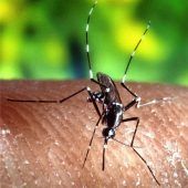 Kampf gegen die Tigermücke