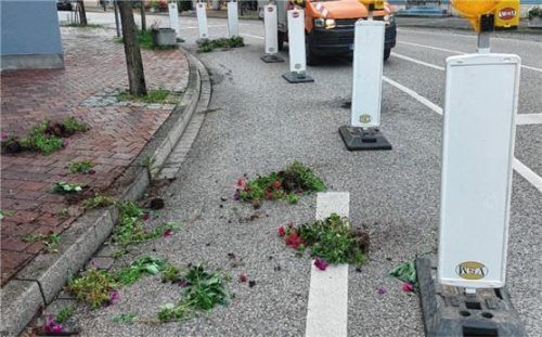 Die herausgerissenen Blumen wurden von dem oder denTätern einfach auf die Straße geworfen. Foto Stadt Kolbermoor