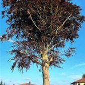 Alte Buche soll Neubau weichen