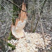 Biber-Zoff: Schwimmen FW Felle davon?