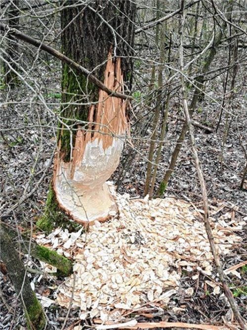 Dieser Baum wurde von einem Biber angefressen. Einer der Schäden, die im Landkreis Rosenheim immer wieder für Ärger sorgen.Foto privat