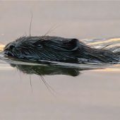 Biberbeauftragter: FW tropfen ab