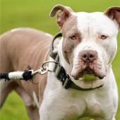 Auch eine Freiheitsstrafe ist möglich